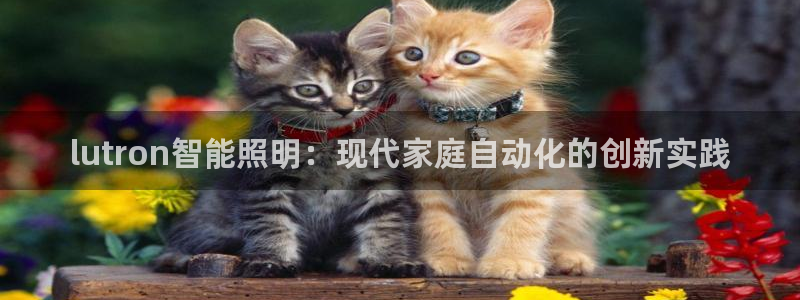 云顶国际服名字不可用